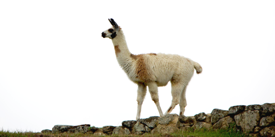 Llama-1260x630.png